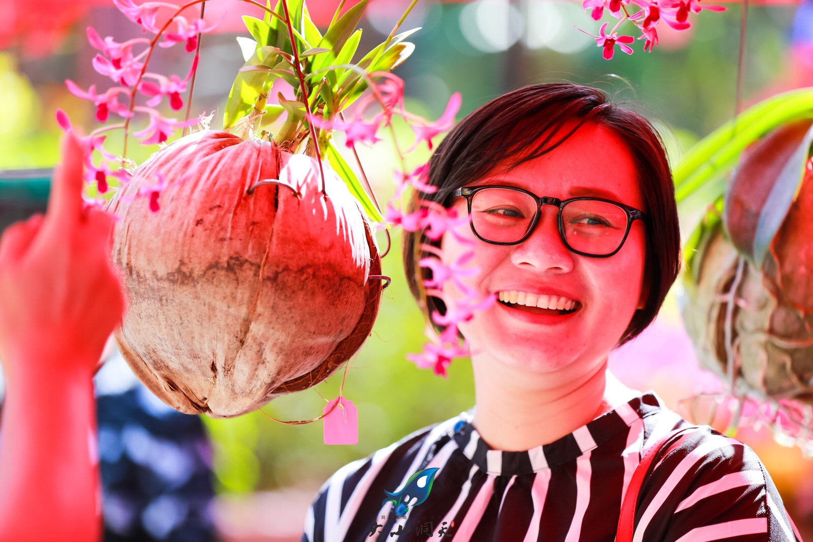 三亞迎春蘭花展在臨春嶺公園舉行，吸引市民游客前來(lái)參觀留念