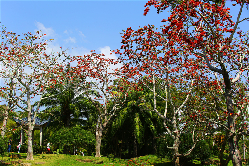 2月19日，三亞南山文化旅游區(qū)內(nèi)的木棉花競(jìng)相盛開(kāi)，引來(lái)游人踏青賞花