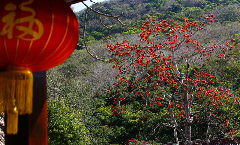 2月19日，三亞南山文化旅游區(qū)內(nèi)的木棉花競(jìng)相盛開(kāi)