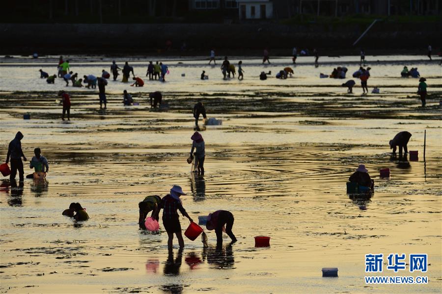 #（社會(huì)）（1）海南瓊海：趕海拾貝